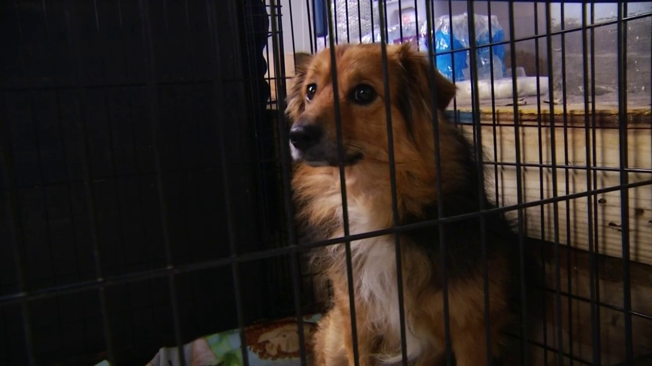 Animal Shelter Jobs Roanoke Va